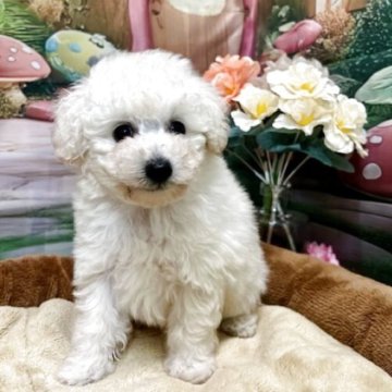 トイプードル(トイ)【静岡県・女の子・2025年9月23日・ホワイト】の写真「元気な女の子」