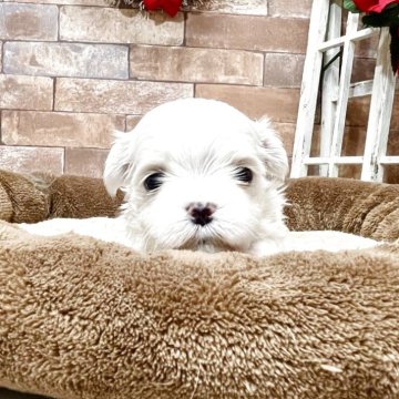 マルチーズ【静岡県・男の子・2025年11月11日・ホワイト】の写真「かわいいお顔の男の子」