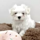 マルチーズ