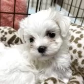 マルチーズ