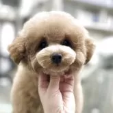 トイプードル(トイ)