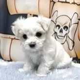 マルチーズ