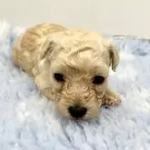 トイプードル(トイ)【静岡県・女の子・2025年9月23日・クリーム】の写真5