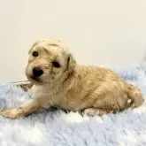 トイプードル(トイ)【静岡県・女の子・2025年9月23日・クリーム】の写真7