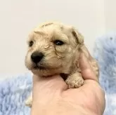 トイプードル(トイ)【静岡県・女の子・2025年9月23日・クリーム】の写真8