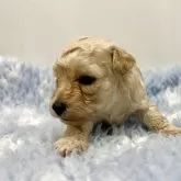 トイプードル(トイ)【静岡県・女の子・2025年9月23日・クリーム】の写真10