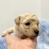 トイプードル(トイ)【静岡県・女の子・2025年9月23日・クリーム】の写真4