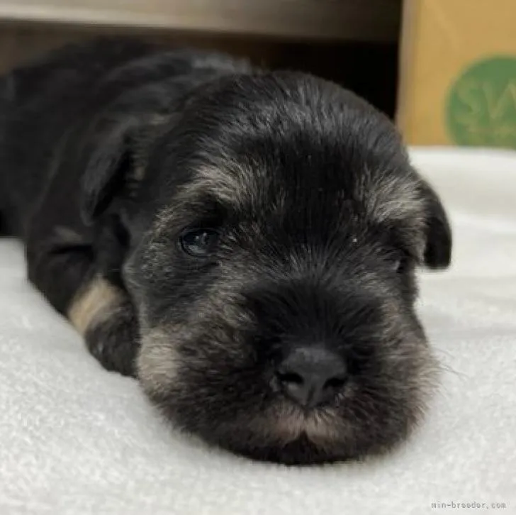 ID：2212-02609の子犬