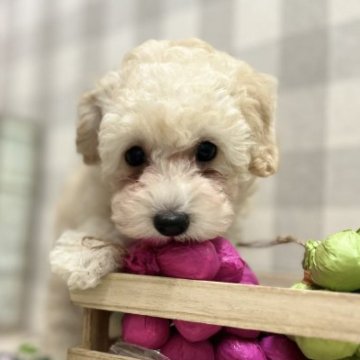 トイプードル(トイ)【静岡県・女の子・2023年7月23日・白】の写真「かわいいお顔の女の子」