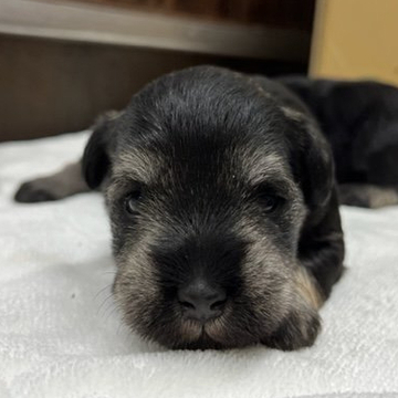 ミニチュアシュナウザー【静岡県・女の子・2022年11月13日・ソルト&ペッパー】の写真「よく食べてしっかり遊ぶ！好奇心旺盛な女の子」