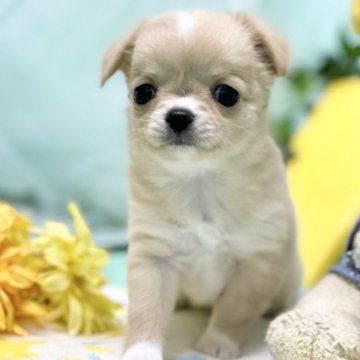 チワワ(ロング)【静岡県・女の子・2024年5月28日・クリーム】の写真「可愛いお顔の女の子」