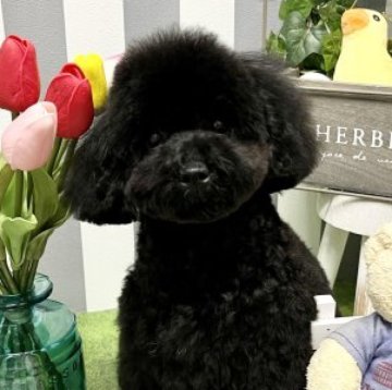 ミニチュアプードル【静岡県・女の子・2022年11月23日・ブラック】の写真「両親ともにJKCチャンピオン」