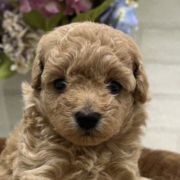 トイプードル(トイ)【静岡県・女の子・2024年6月2日・茶】の写真「かわいいお顔の女の子」