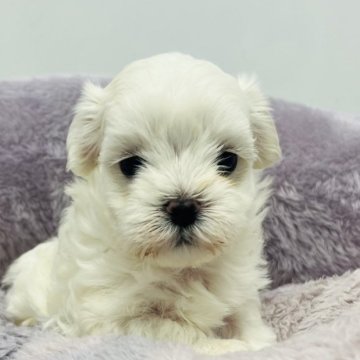 マルチーズ【静岡県・女の子・2024年3月10日・白】の写真「かわいいお顔の女の子」