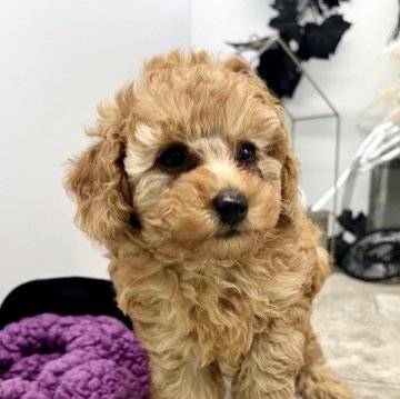 トイプードル(トイ)【静岡県・男の子・2024年9月8日・茶色】の写真「元気な男の子」