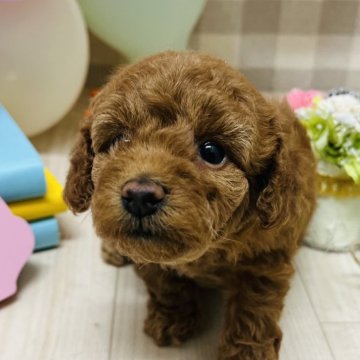 トイプードル(トイ)【静岡県・女の子・2024年2月14日・アプリコット】の写真「お目目がかわいい女の子」