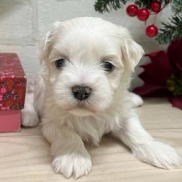 マルチーズ【静岡県・男の子・2022年11月24日・ホワイト】の写真「ご飯も良く食べよく寝る！元気いっぱいの男の子」