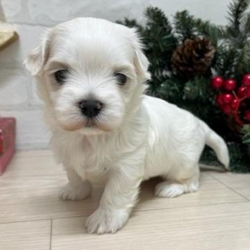 マルチーズ【静岡県・女の子・2022年11月24日・ホワイト】の写真「３兄妹唯一の女の子！優しい顔立ち！」