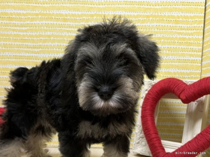 あん様♥️マルチーズ シュナウザー ウエスティ ウェルカムボード