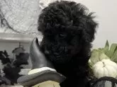 トイプードル(トイ)【静岡県・男の子・2024年8月14日・ブラック】の写真8