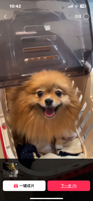 ポメラニアン【・女の子・2022年8月2日・オレンジ】