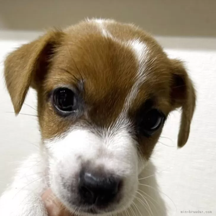 ID：2509-06215の子犬