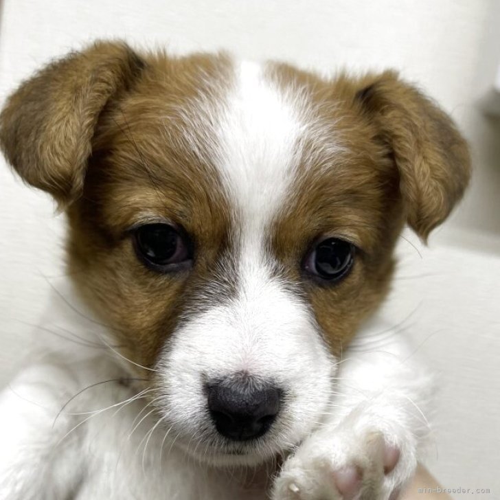 ブリーダー画像