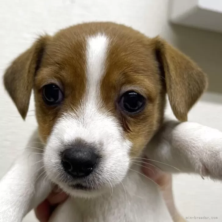 ジャックラッセルテリア【千葉県・女の子・2025年10月10日・ホワイトあんどタン】の写真1