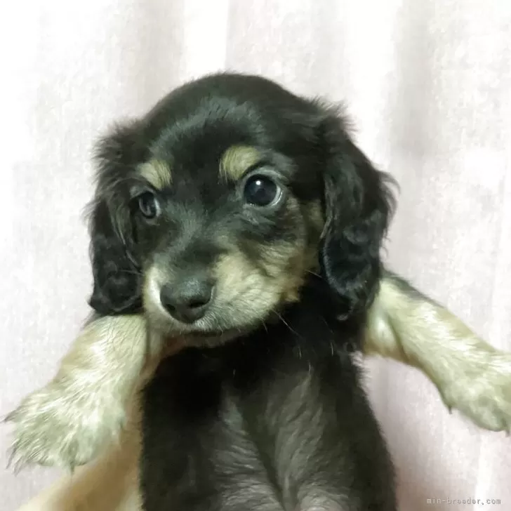 ID：2504-04448の子犬