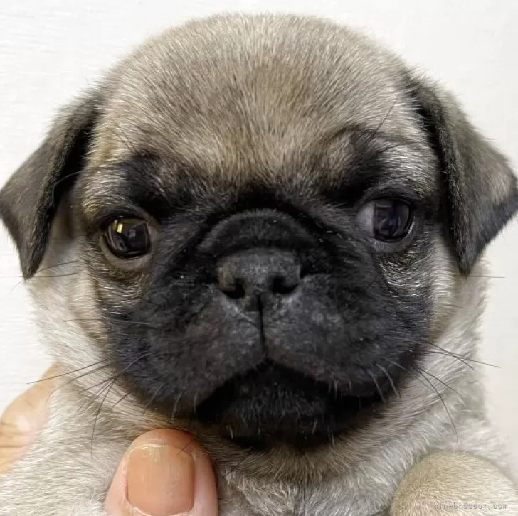 ID：2507-00550の子犬