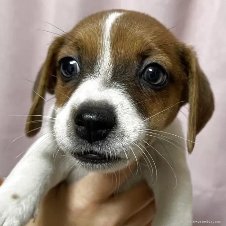 ID：2507-02425の子犬