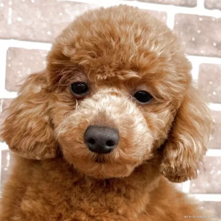 ID：2407-03770の子犬