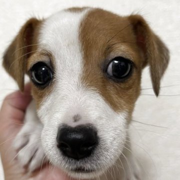 ジャックラッセルテリア【千葉県・女の子・2025年3月17日・ホワイトアンドタン】の写真「元気いっぱいです」