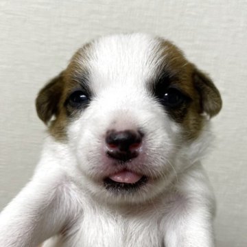 ジャックラッセルテリア【千葉県・女の子・2025年5月26日・ホワイトアンドタン】の写真「可愛い私」