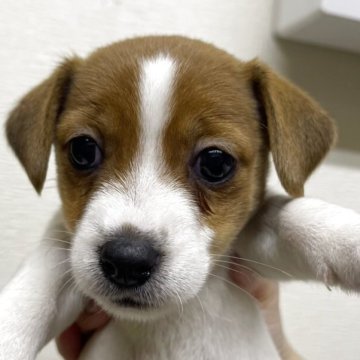 ジャックラッセルテリア【千葉県・女の子・2025年10月10日・ホワイトあんどタン】の写真「可愛い女の子」