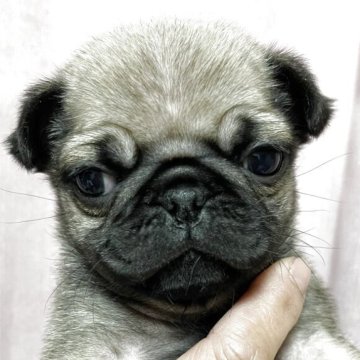パグ【千葉県・男の子・2025年2月25日・フォーン】の写真「ちょっと小ぶりな僕です」