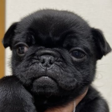パグ【千葉県・男の子・2024年12月23日・ブラック2】の写真「イケメンな僕」