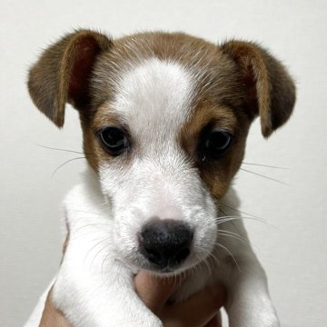 ジャックラッセルテリア【千葉県・女の子・2025年8月8日・ホワイトアンドタン】の写真「元気٩(๑❛ᴗ❛๑)۶」