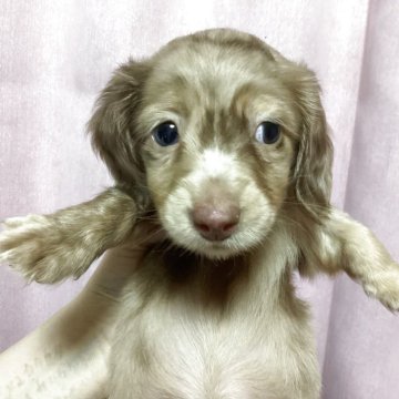 ミニチュアダックスフンド(ロング)【千葉県・女の子・2025年3月15日・チョコダップル】の写真「ご飯モリモリ、元気いっぱい」
