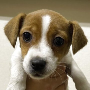 ジャックラッセルテリア【千葉県・女の子・2025年10月10日・ホワイトあんどタン】の写真「可愛い女の子」