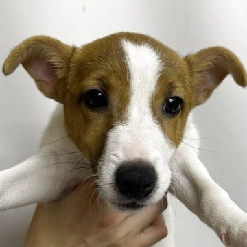 ジャックラッセルテリア【千葉県・女の子・2025年8月8日・ホワイトアンドタン】の写真「元気٩(๑❛ᴗ❛๑)۶」