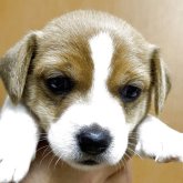 ジャックラッセルテリア