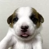 ジャックラッセルテリア