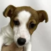 ジャックラッセルテリア