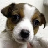 ジャックラッセルテリア