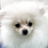 ポメラニアン