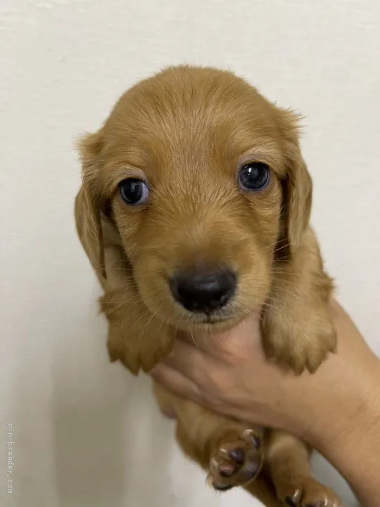 ID：2108-03178の子犬