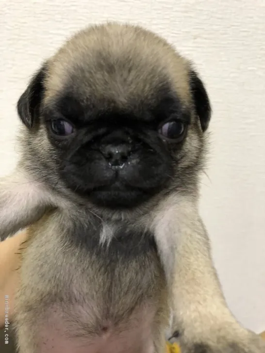 yokokit2233 様のお迎えした子犬