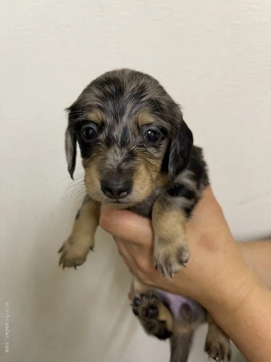 ID:2108-03180の子犬