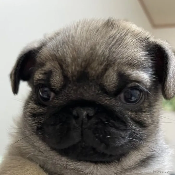 オノ 様のお迎えした子犬